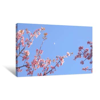 Image of Cherry Blossom Against Clear Sky Canvas Print