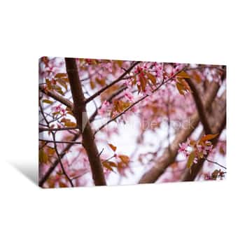 Image of Beautiful And Fresh Spring Backgrund With Blurry Light Pink Cherry Blossom Tree Branches Canvas Print