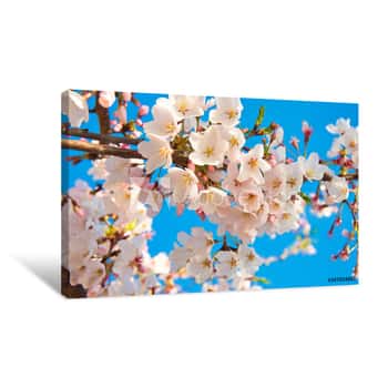 Image of Cherry Blossoms Captured During A Beautiful Spring Day In Washington, D C  The Cherry Blossoms Festival Is One Of The Most Anticipated Events By Locals And Non Locals Alike Canvas Print