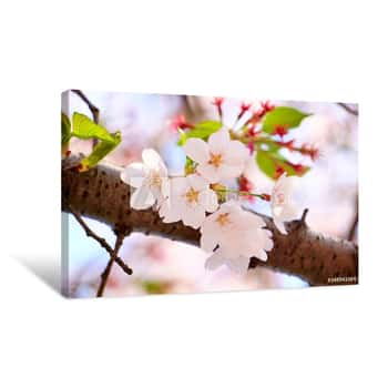 Image of Lovely Pink Blooming Cherry Blossom Canvas Print