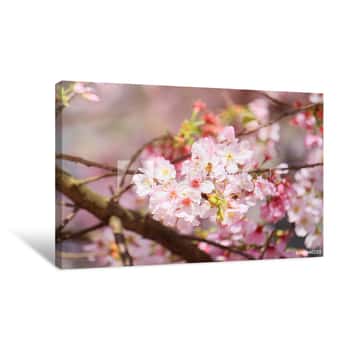 Image of Flowering Pink Sakura Canvas Print