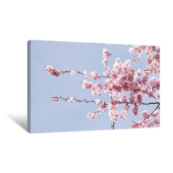 Image of Pink Japanese Cherry Blossom Tree Canvas Print