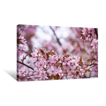 Image of Beautiful And Fresh Spring Background With Blurry Light Pink Cherry Blossom Tree Branches Canvas Print