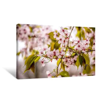 Image of Beautiful And Fresh Spring Background With Blurry Light Pink Cherry Blossom Tree Branches Background Canvas Print
