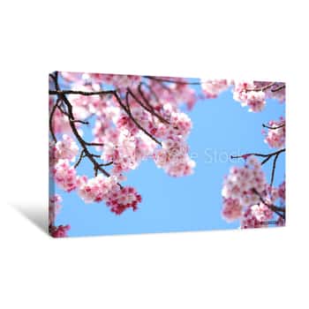 Image of Cherry Blossom Canvas Print