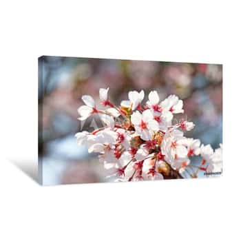 Image of Star Cherry Blossoms Canvas Print