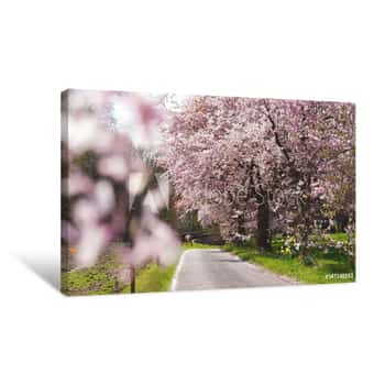 Image of Close-up Of Cherry Blossom Tree Canvas Print