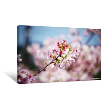 Image of Cherry Blossoms Are Blooming In Bright Sunlight On The Cherry​ Blossom Tree Canvas Print