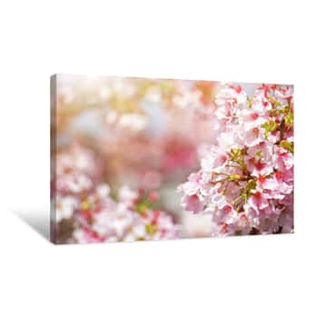Image of Cherry Blossoms Are Blooming In Sunlight On The Cherry​ Blossom Tree Canvas Print