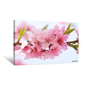 Image of Close Up Cherry Blossom Flowers Canvas Print