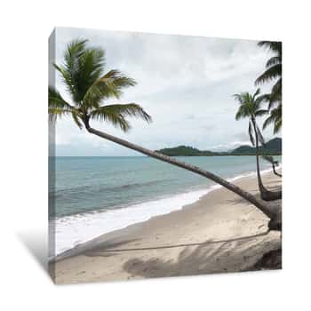 Image of Leaning Palm Canvas Print