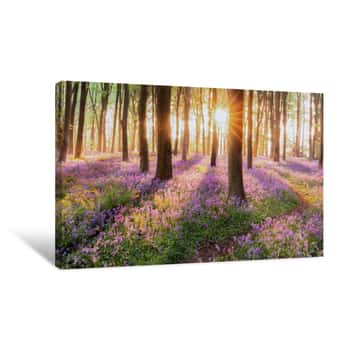 Image of Beautiful Woodland Bluebell Forest In Spring  Purple And Pink Flowers Under Tree Canopys With Sunrise At Dawn Canvas Print