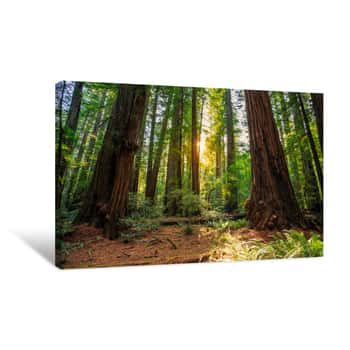 Image of Sunrise In The Redwoods, Redwoods National & State Parks California Canvas Print