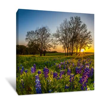Image of Texas Bluebonnet Field and Gorgeous Sun in Spring Canvas Print