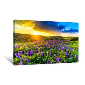 Image of Blue Lupine Flowers At Sunset On A Hillside Of The Biblical Valley Of Elah Where David Fought Goliath, Israel Canvas Print