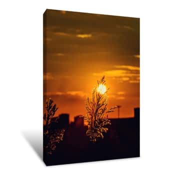 Image of Sunset in the Field Canvas Print