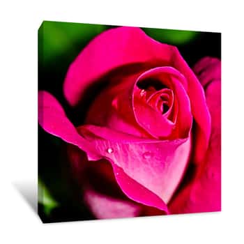 Image of The Delicate Rose Canvas Print