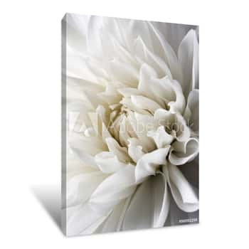 Image of White Dahlia And Light Canvas Print