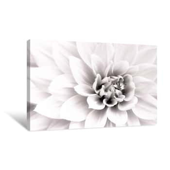Image of Details Of White Dahlia Fresh Flower Macro Photography  Black And White High Key Photo Emphasizing Texture, Contrast And Intricate Geometric Floral Patterns Canvas Print