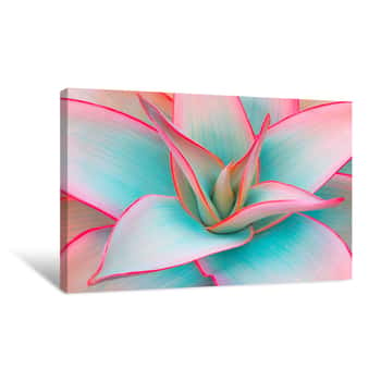 Image of Agave Leaves In Trendy Pastel Colors For Design Backgrounds Canvas Print