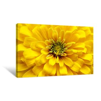 Image of Closeup Beautiful Yellow Chrysanthemum Flower In The Garden, Nature Background Canvas Print