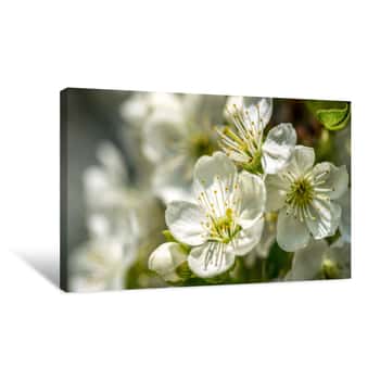 Image of Blooming Cherry Spring Garden  Delicate Flowers Of The Cherry Tree Canvas Print