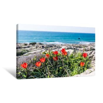 Image of Beautiful Flower Background  Amazing View Of Red Wild Tulips Blooming On A Mediterranean Sea Cost At The Middle Of Sunny Spring Day Canvas Print