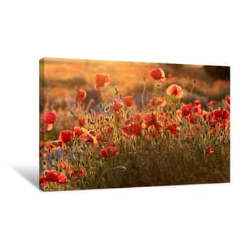 Image of Poppy Field At Sunset  Beautiful Field Red Poppies With Selective Focus Canvas Print