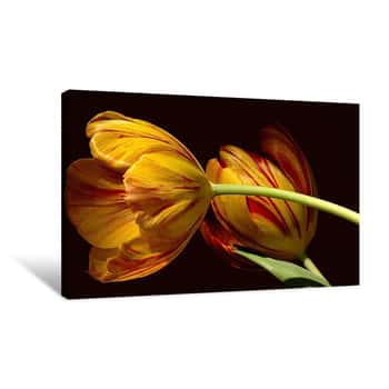 Image of Tulip Canvas Print
