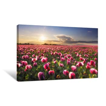 Image of Poppy Meadow In The Beautiful Light Of The Evening Sun Canvas Print