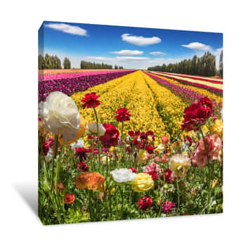 Image of Garden Buttercups On A Sunny Spring Day Canvas Print