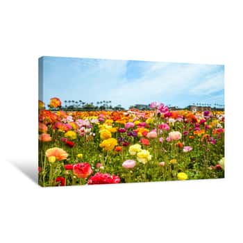 Image of Ranunculus Field Canvas Print