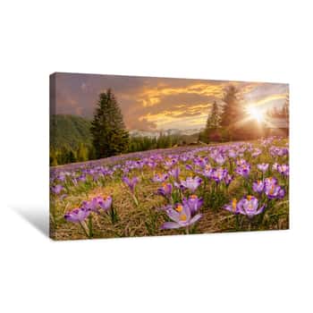 Image of Magnificent Sunset Over Mountain Meadow With Beautiful Blooming Purple Crocuses Canvas Print