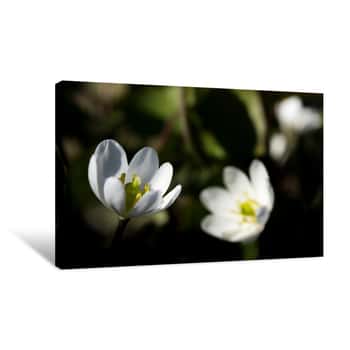 Image of Wildflowers Canvas Print