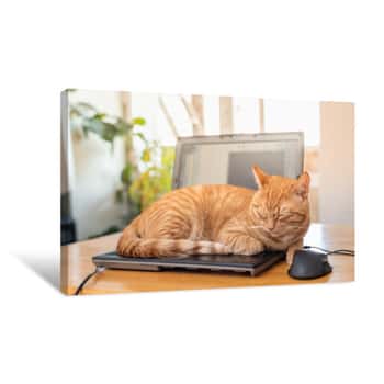 Image of A Beautiful Red Cat Is Lying On A Laptop Keyboard Canvas Print