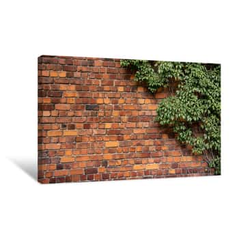 Image of Climbing Plant, Green Ivy Or Vine Plant Growing On Antique Brick Wall Of Abandoned House  Retro Style Background Canvas Print