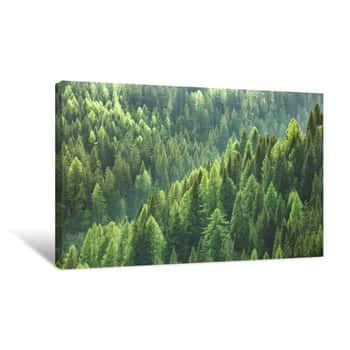 Image of Healthy Green Trees In A Forest Of Old Spruce, Fir And Pine Canvas Print