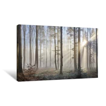 Image of Sun Rays Through The Foggy Forrest Canvas Print