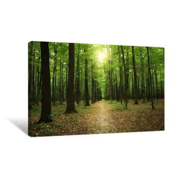 Image of Forest With Sunlight Canvas Print
