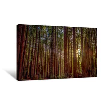 Image of Redwood Sun Canvas Print