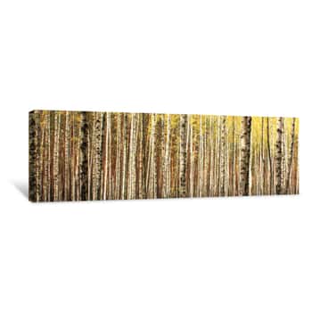 Image of Autumn Birch Forest Landscape Panorama Canvas Print