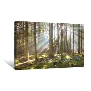 Image of Morning Sun Rays In Forest Tree Landscape Canvas Print