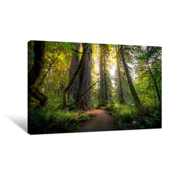 Image of Sunlit Forest Trail Canvas Print