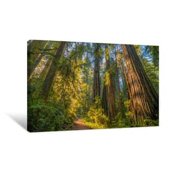 Image of A Path In The Fairy Green Forest  The Sun\'s Rays Fall Through The Branches  Redwood National And State Parks  California, USA Canvas Print