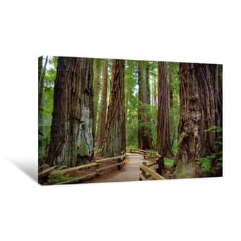 Image of Hiking Trails Through Giant Redwoods In Muir Forest Near San Francisco Canvas Print