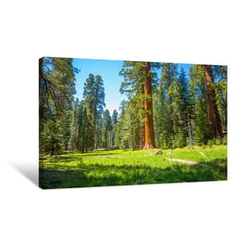 Image of Giant Sequoia Trees In A Meadow At Mariposa Grove Yosemite National Park, California, USA Canvas Print