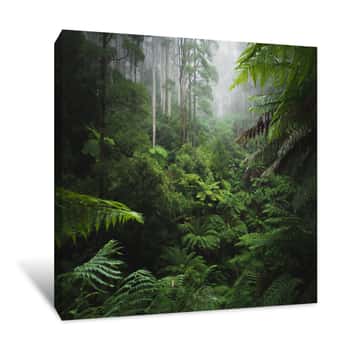 Image of Lush Rainforest With Morning Fog Canvas Print