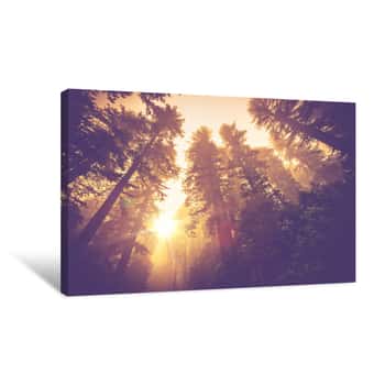Image of Misty Forest Trail Canvas Print