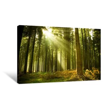 Image of Pine Forest With The Last Of The Sun Shining Through The Trees Canvas Print