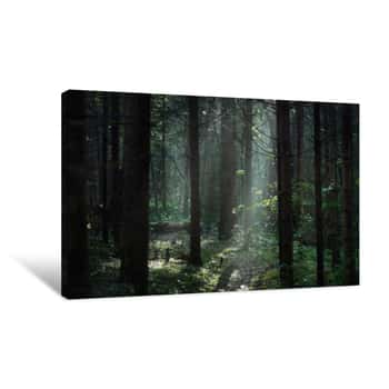 Image of Morning Fog In A Dark And Mystical Forest In Latvia Canvas Print